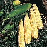 Park Seed Variety of Corn Seeds, Non-GMO Vegetable