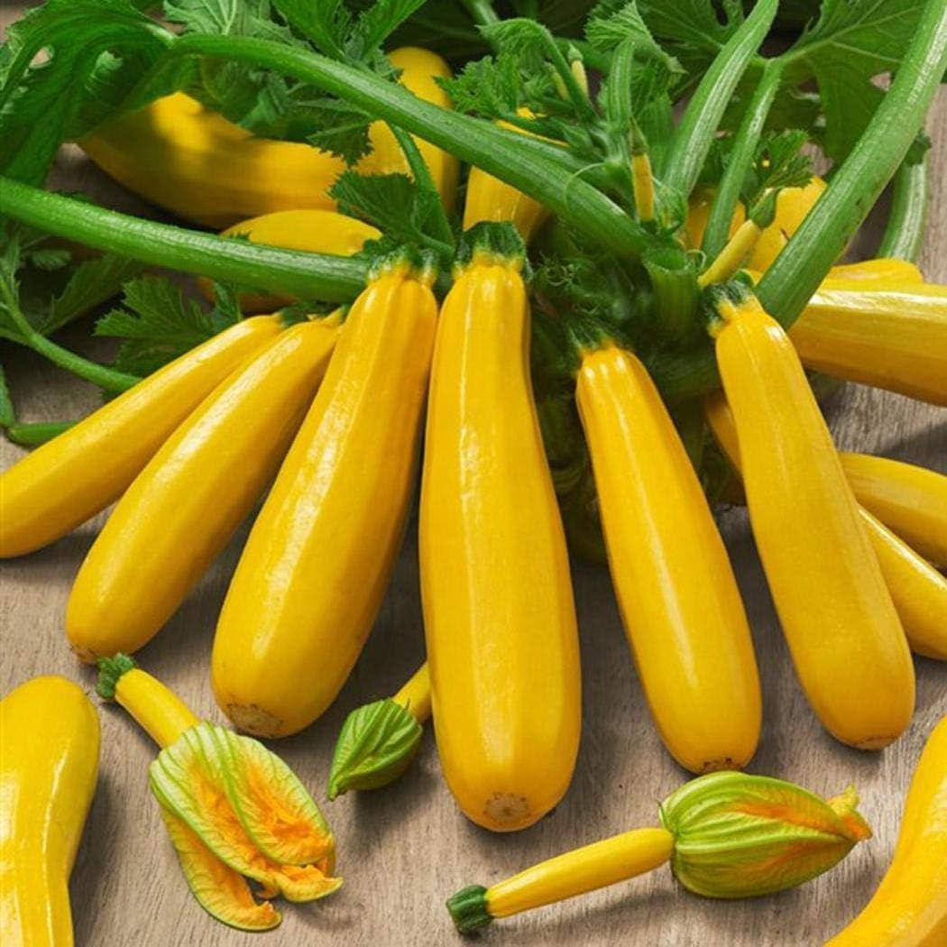 Ultrey Seed House - 10 Pieces Yellow Zucchetti Seeds, Squash Zucchini 'Goldberry F1' Organic Vegetable Seeds high Yield Hardy Perennial for Garden Balcony/Terrace