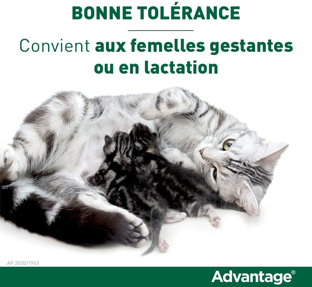 Advantage Chat Anti Puces Pour Chats Moins De 4kg 4 Pipettes Amazon Fr Animalerie