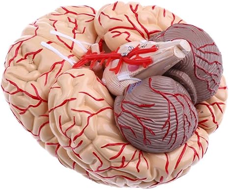 Amazon Com Lmeil Human Brain Model Anatomy Brain Model Arteries Medical Anatomical Brain Model With Arteries 9 Parts With Nummber For Science Classroom Study Display Home Kitchen