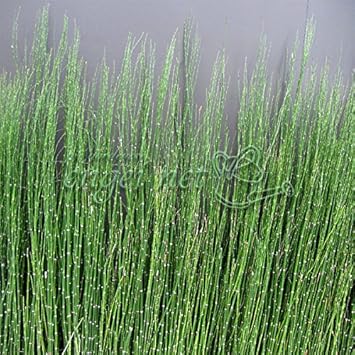 Amazon トクサ 木賊 オオトクサ ジャンボトクサ 大トクサ 3 3 5号ポット12株セット 花