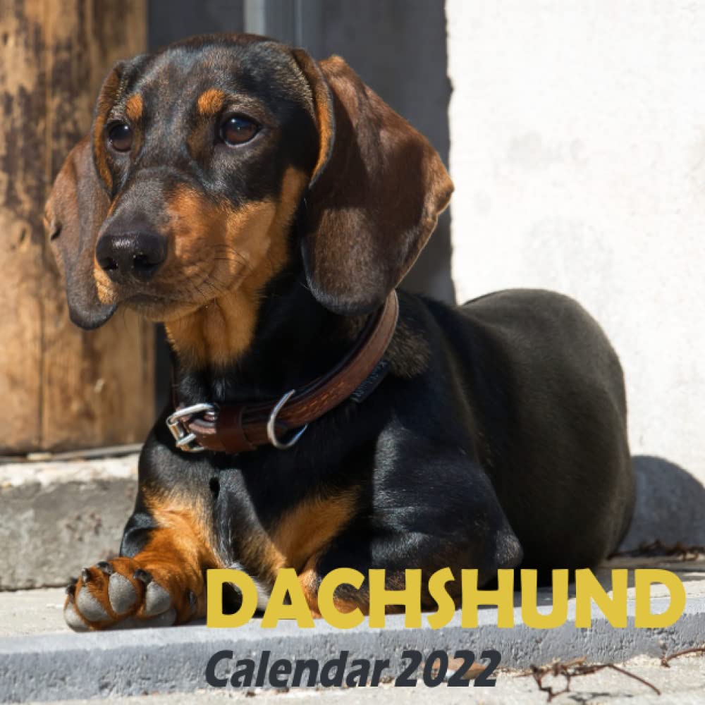Dachshund Calendar 2022 Dachshund Calendar 2022: Miniature Dachshund Mini Small Desk Calendar  Monthly Planner, Fun Funny Dachshund Puppies Puppy Desktop Calendar,  Animals Dog ... Cute Dachshund Lover Gift For Women Men. Aqw: Karam, Zaria:  9798759131182: