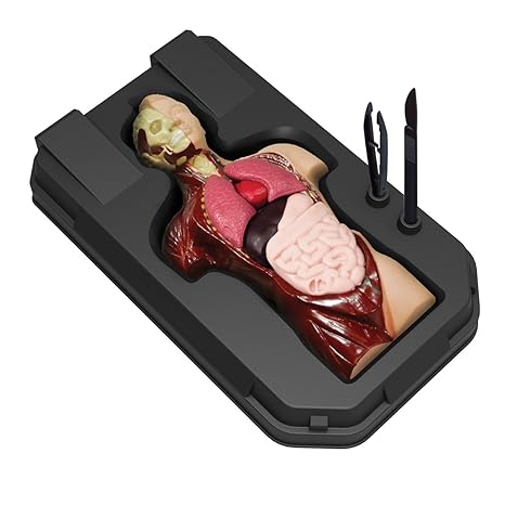 Menschlicher Torso 27cm groß mit herausnehmbaren Organen Anatomisches Modell