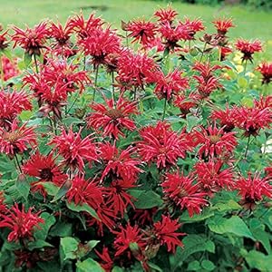 Bergamot Monarda Gardenview Scarlet bee balm herb plant 9cm pot UK FREE