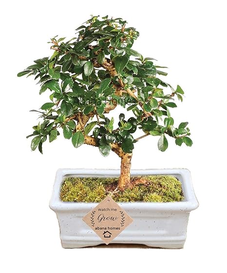 Bonsai Live Plants Carmona Indoor Bonsai Plant with Pot for Indoor Home - Air Purifying Indoor Flowering Plant