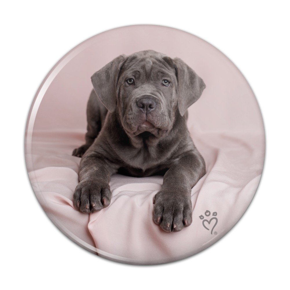 Amazoncom Neapolitan Mastiff Dog In Bed Pinback Button Pin