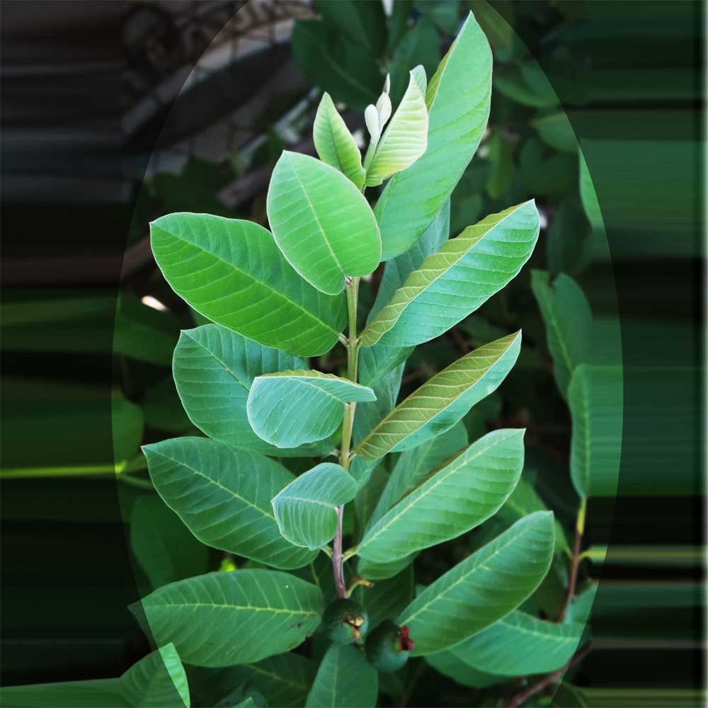 ORGANIC Omura FRESH GUAVA Leaves For Tea(50 LEAVES MORE) Buy Online