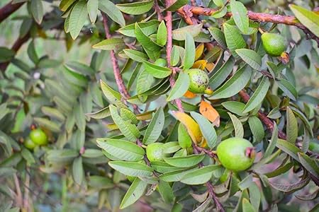 Mphmi Plants Mini Red Guava Plant Best For Balcony (Grown From Tissue Culture) outdoor Living Indoor Plants