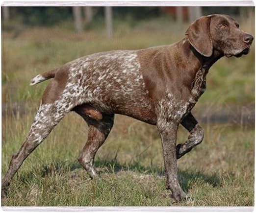 small german pointer