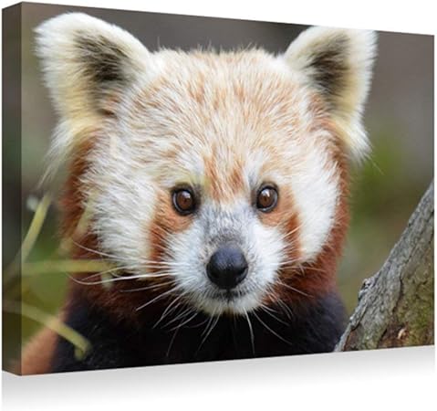 Amazon Co Jp 30x40cm アートパネル ポスター 湿気を防ぐ キャンバスアート インテリア 絵画 レッサーパンダの鼻 アートフレーム 取り付けやすい 装飾軽くて取り付けやすい 壁掛け アート 装飾 壁絵 Generic