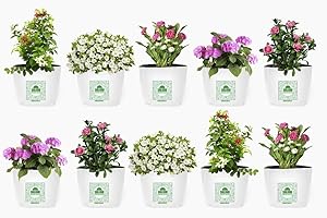 Shalimar Poly Grow Bags (UV Stabilized) Size (Length - 16 cm X Width - 16 cm X Height - 30 cm) (Set of 10 Bags)