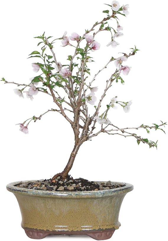 Bonsai Dwarf Cherry Tree My XXX Hot Girl