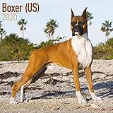 Boxer (US) Calendar - Dog Breed Calendars - 2019 - 2020 Wall Calendars - 16 Month by Avonside (Multi by 