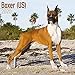 Boxer (US) Calendar - Dog Breed Calendars - 2019 - 2020 Wall Calendars - 16 Month by Avonside (Multi by 