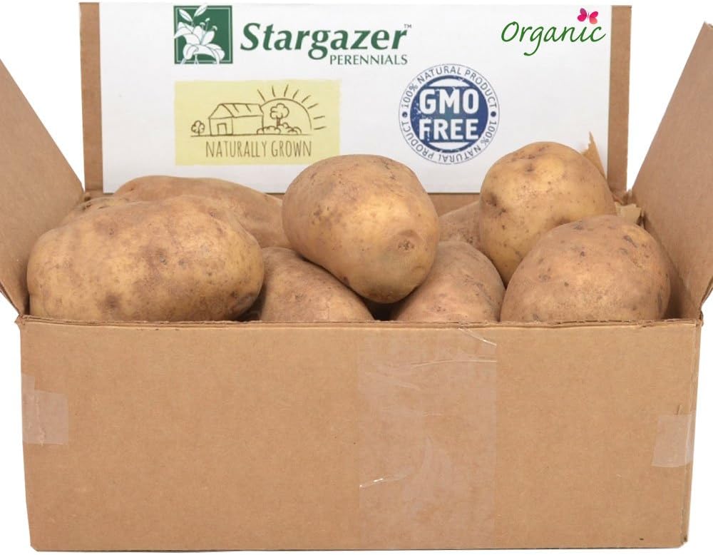 Burbank Russet Seed Potatoes 2.5 Pounds | Certified Organic Virus-Free Non-GMO Russet Potato