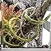 KERUIDENG Solid Bendable Reptile Vines Decor for Climbing,Flexible Bend Jungle Vines Pet Habitat Decor Plant for Gecko Chameleon Climbing Lizards Snakes and More Reptiles (6ft Long)