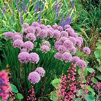 Qulista Samenhaus - Raritäten Lila Berglauch Zierlauch Purpur-Schnittlauch Zierpflanze Blumensamen Gemüse Samen winterhart me