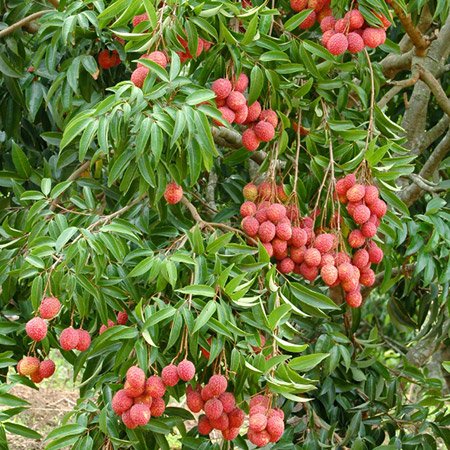 Creative Farmer Fruit Seeds Litchi Chinensis Fruit Plant Seeds Seeds Kitchen Garden Seeds Pack