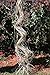 Natural Raffia Long-Stranded Fiber for Arts and Crafts - Large 6 Oz Bunch