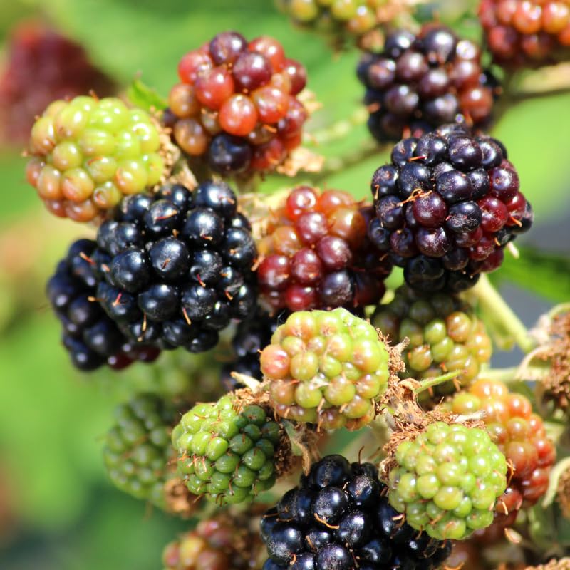 3 Live Blackberry Plants (Triple Crown) - Starter Bushes 3-7 Inch Tall for Planting Indoor or Outdoor - Hardy Fruit Bush for Harvesting