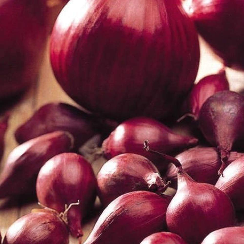 50 Pcs Onion Sets Red Baron- RHS Award Winner- Strong in Flavour- for Your Beautiful Garden