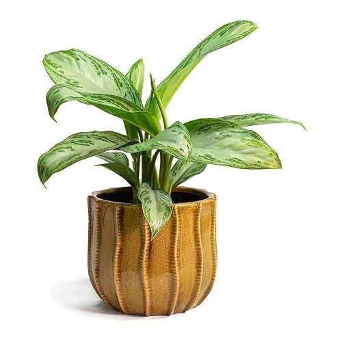 chlorophytum Curly Spider Plant 'Bonnie'