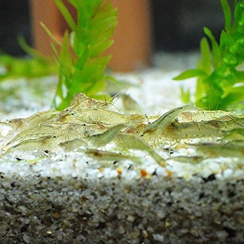 ミナミヌマエビ 50匹 エビ 飼育用 餌用にも 生体 Emuwai Emuwai 観賞魚 水中生物 通販 Amazon