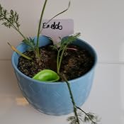 Etiquetas y marcadores de plástico en forma de T para jardinería ...