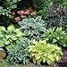 Hosta Mixed - 6 Perennial Bare Roots
