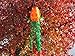 In the Breeze Jack O' Lantern 40 inch 3D Windsock