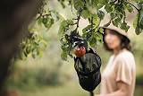 Fiskars Fruit Picker for Cutting Giraffes UPX82 UPX86 UP82 UP84 UP86 Tool Head view 4
