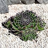 Miniature Fairy Garden Sempervivum, Fairy Glow, Hen & Chicks