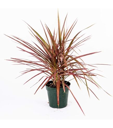 Amazon.com : Real Dracaena Marginata 'Sunray' Dragon Tree in 6" Grower Pot,  Live Houseplant, Easy Plant Decor, Air Purifying Houseplants for Home or  Office by Plants for Pets : Patio, Lawn &