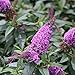 Pugster Periwinkle Butterfly Bush - 4" Pot - Buddleia - Proven Winners
