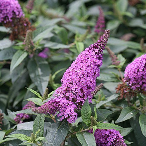 Pugster Periwinkle Butterfly Bush - 4 Pugster Periwinkle Butterfly Bush - 4