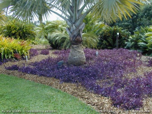 5 Cuttings Purple Heart Wandering Jew (Tradescantia Pallida Purpurea) - Live Plant for Indoor/Outdoor