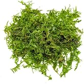 SubstrateSource Christmas Moss Live Aquarium Plant - Freshwater Fish Tank Decorations for Natural Aquatic D&eacute;cor (Golf Ball)