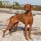 Vizslas 2019 12 x 12 Inch Monthly Square Wall Calendar, Animals Dog Breeds (Multilingual Edition) by 