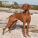 Vizslas 2019 12 x 12 Inch Monthly Square Wall Calendar, Animals Dog Breeds (Multilingual Edition) by 