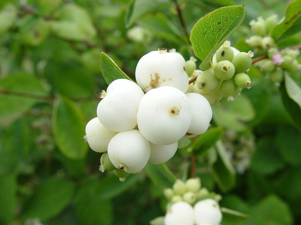Snowberry Shrub, Symphoricarpos Albus, 30