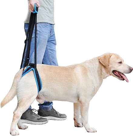 dog brace for weak back legs
