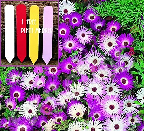 Livingstone Daisy (Criniflorum Mixed) Daisy 110+ Seeds Upc 647923989175 + 1 Free Plant Marker