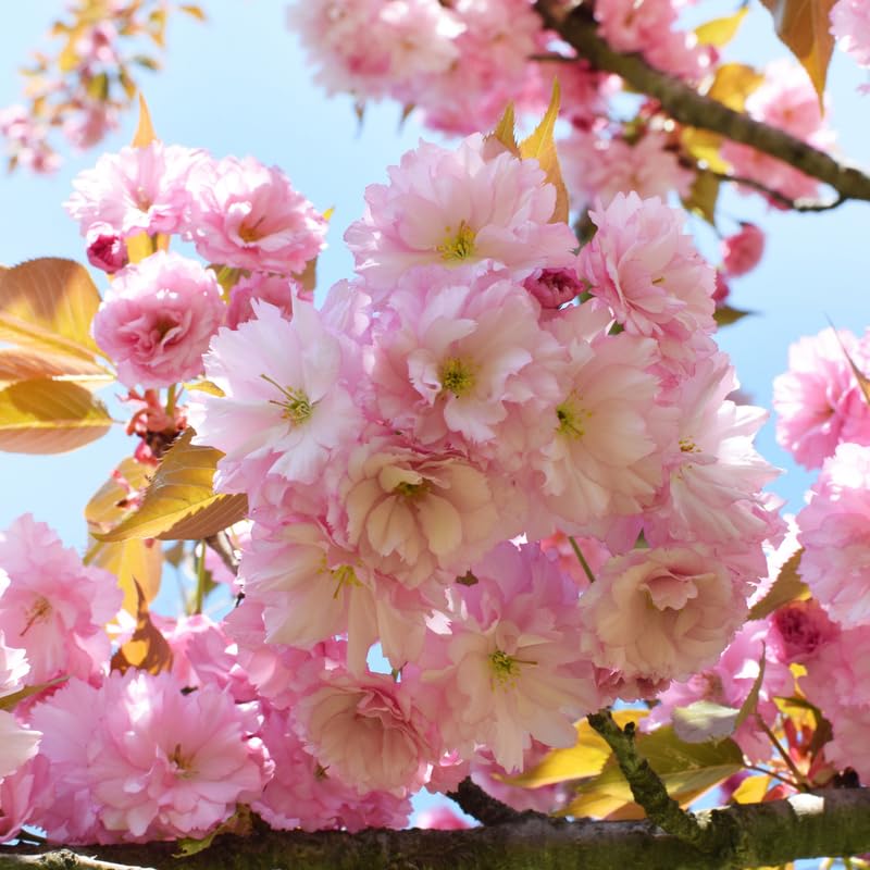 UIOTER Kwanzan Cherry Blossom Tree Live Plant - Double Pink Flowers, 8 to 12 Inch Tall Sapling in Pot, Perennial Ornamental Tree for Outdoor Garden
