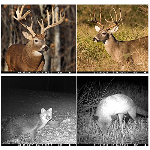 Distianert-Trail-Game-Camera-Wildlife-Hunting-Camera-with-Infrared-Night-Vision-36pcs-940nm-IR-LEDs-20-inch-LCD-Screen-IP65-Waterproof