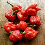 Trinidad Scorpion Chile Pepper 4 Live Plants - Outrageously Hot