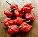 Trinidad Scorpion Chile Pepper 4 Plants - Outrageously Hot