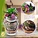 ELLIE ARTS Artificial Succulent Plants with Unpotted Faux Burros Tail and Echeveria for Terrariums and Home Office Decor (7 Pieces)