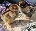 100 to 500 Baby Poultry Leg Bands 5/16