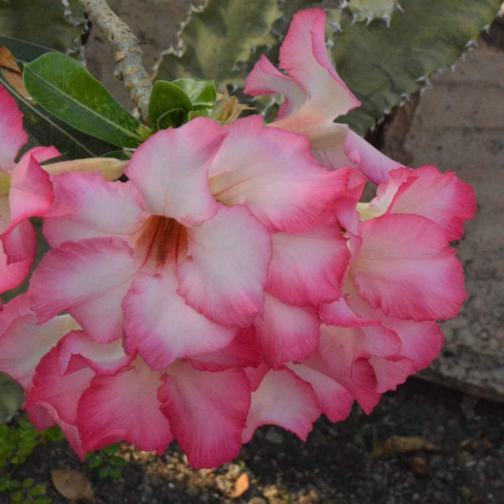 Beautijiam 20 Stück Adenium Obesum Desert Rosen Samen Blume Ornamente