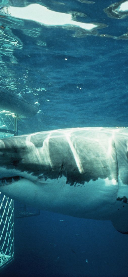 PeelitStickit Underwater, Undersea Wall Murals, ID-162, vinyl